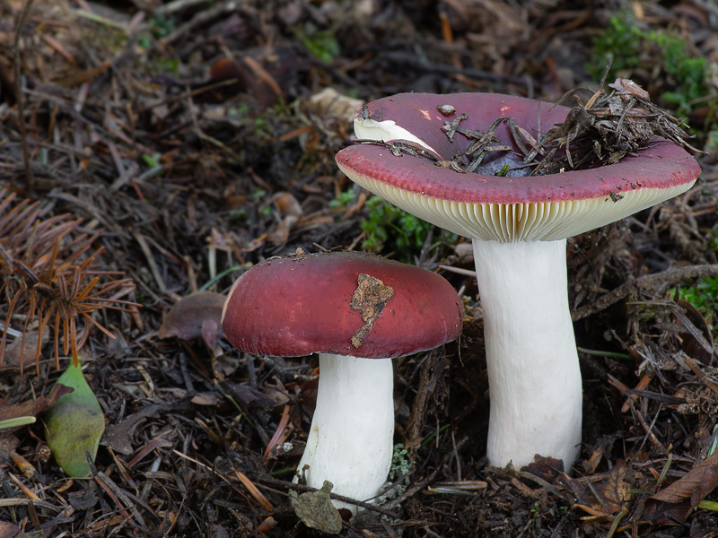 Russula badia